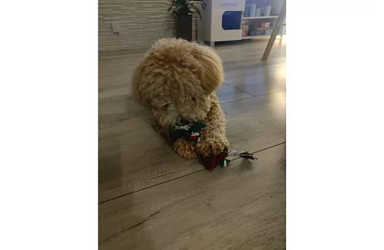 Set de jucării pentru câini - 6 bucăți