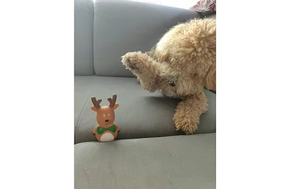 Set de jucării pentru câini - 6 bucăți