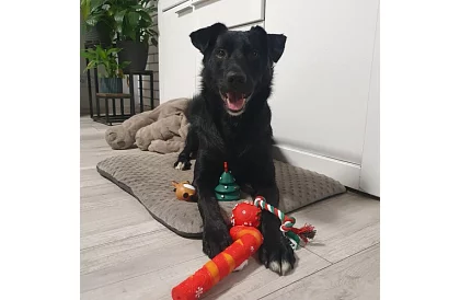 Set de jucării pentru câini - 6 bucăți