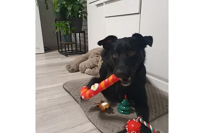 Set de jucării pentru câini - 6 bucăți