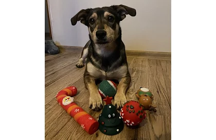 Set de jucării pentru câini - 6 bucăți