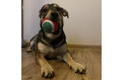 Set de jucării pentru câini - 6 bucăți