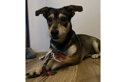 Set de jucării pentru câini - 6 bucăți