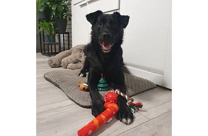 Set de jucării pentru câini - 6 bucăți