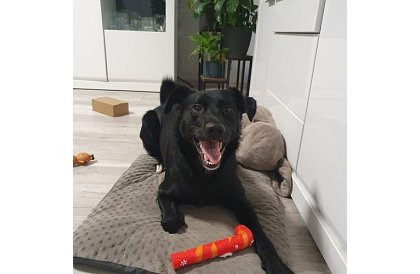 Set de jucării pentru câini - 6 bucăți