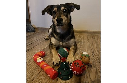 Set de jucării pentru câini - 6 bucăți