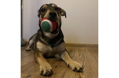 Set de jucării pentru câini - 6 bucăți