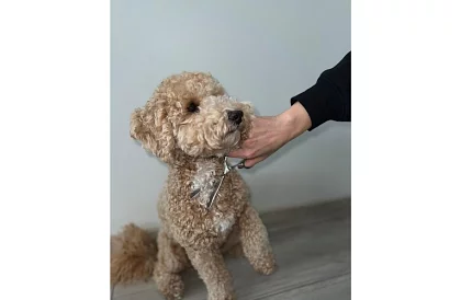 Set de îngrijire și tuns pentru câini în husă