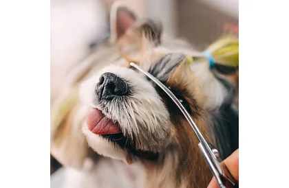 Set de îngrijire și tuns pentru câini în husă