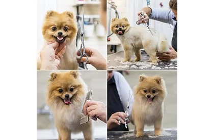 Set de îngrijire și tuns pentru câini în husă