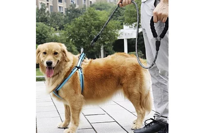 Curea pentru câini rezistentă cu elemente reflectorizante – 3 m